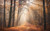 Jual Poster Fall Fog Forest Nature Sunbeam Tree Earth Sunbeam APC