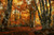 Jual Poster Fall Foliage Forest Nature Tree Earth Fall APC