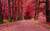 Jual Poster Fall Foliage Nature Path Tree Tree Lined Earth Path APC