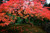 Jual Poster Fall Foliage Oak Tree Trees Tree APC