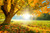 Jual Poster Fall Forest Grass Leaf Nature Sun Tree Trees Tree APC