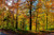 Jual Poster Fall Forest Landscape Scenic Earth Fall APC