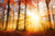 Jual Poster Fall Forest Nature Sunbeam Sunshine Tree Earth Sunbeam APC