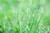 Jual Poster Fall Grass Green Leaf Water Drop Earth Grass APC