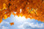 Jual Poster Fall Leaf Maple Leaf Earth Fall APC