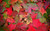 Jual Poster Fall Leaf Pattern Red Earth Leaf APC