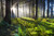 Jual Poster Fern Forest Nature Sunbeam Earth Sunbeam APC