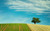 Jual Poster Field Lonely Tree Nature Sky Summer Tree Earth Landscape APC