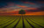 Jual Poster Field Lonely Tree Nature Sunset Tree Trees Tree APC