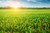 Jual Poster Field Nature Plant Sunbeam Earth Field APC