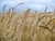 Jual Poster Field Nature Summer Wheat Earth Wheat APC 002