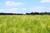 Jual Poster Field Nature Summer Wheat Earth Wheat APC 005