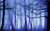 Jual Poster Fog Forest Surreal Winter Earth Forest APC