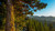 Jual Poster Forest Mountain Tree Trees Tree APC