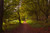 Jual Poster Forest Nature Path Tree Earth Path APC 002