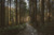 Jual Poster Forest Nature Path Tree Earth Path APC 004