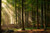 Jual Poster Forest Nature Sunbeam Earth Forest5 APC