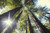 Jual Poster Forest Nature Sunbeam Tree Treetops Trees Tree APC
