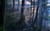Jual Poster Forest Path Sunbeam Earth Forest APC