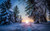 Jual Poster Forest Snow Sunset Winter Earth Winter APC 002