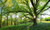 Jual Poster Forest Spring Sunbeam Tree Trees Tree APC