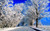 Jual Poster Frost Road Snow Tree Winter Earth Winter APC
