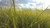 Jual Poster Grass Earth Grass 92335 APC