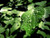 Jual Poster Greenery Leaf Macro Water Drop Earth Water Drop APC 001