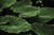 Jual Poster Greenery Leaf Nature Earth Leaf APC 001