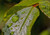 Jual Poster Green Leaf Macro Water Drop Earth Water Drop APC