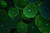 Jual Poster Green Leaf Nature Tropaeolum Earth Leaf APC