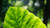 Jual Poster Green Leaf Nature Water Drop Earth Leaf APC 001