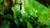 Jual Poster Green Leaf Plant Earth Leaf APC 002