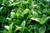 Jual Poster Green Plant Earth Plant APC