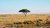 Jual Poster Landscape Lonely Tree Nature Savannah Earth Savannah APC