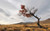 Jual Poster Landscape Nature Tree Trees Tree APC 002