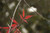 Jual Poster Leaf Earth Leaf APC 011