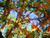 Jual Poster Leaf Nature Tree Vine Earth Leaf APC