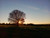 Jual Poster Light Nature Sky Sunset Tree Trees Tree APC