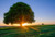 Jual Poster Lonely Tree Nature Sunbeam Sunrise Tree Trees Tree APC