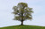 Jual Poster Lonely Tree Nature Tree Trees Tree APC 002