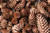 Jual Poster Macro Nature Pine Cone Earth Pine Cone APC