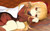 Poster Kyoko Toshino Anime Yuru Yuri APC