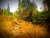 Jual Poster Nature Path Tree Earth Path APC 002