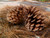 Jual Poster Nature Pine Cone Earth Pine Cone APC
