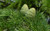 Jual Poster Nature Pine Tree Earth Pine Cone APC