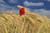 Jual Poster Nature Poppy Summer Wheat Earth Wheat APC