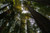 Jual Poster Nature Tree Trees Tree APC 003