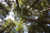 Jual Poster Nature Tree Treetops Trees Tree APC 002