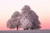 Jual Poster Nature Tree Winter Earth Winter APC